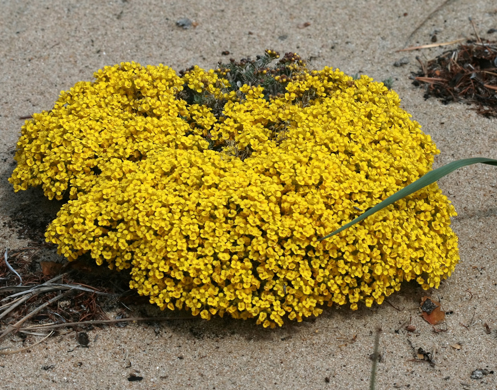 Изображение особи Alyssum lenense.