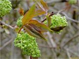 Sambucus racemosa