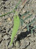 Vicia peregrina. Плод и часть листа. Крым, окр. Судака, южные отроги горы Перчем, русло временного водотока. 18 мая 2017 г.