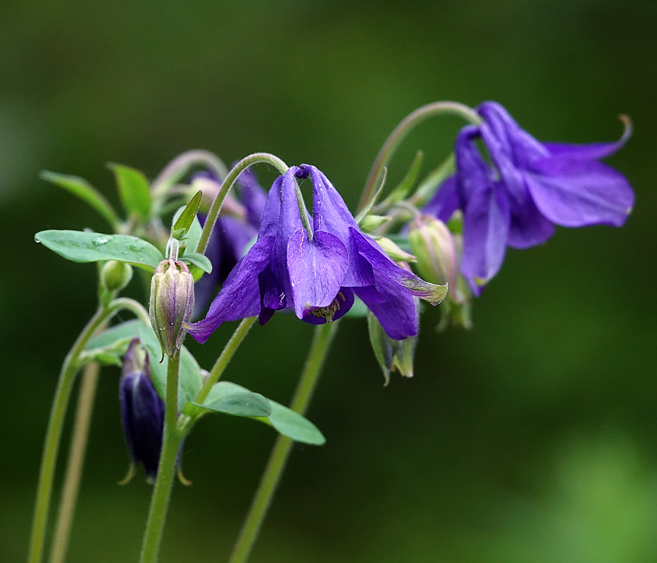 Изображение особи Aquilegia vulgaris.