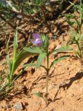 Chaenorhinum persicum. Цветущее растение. Казахстан, вост. предгорья хр. Каратау, сев. кромка котловины оз. Кызылколь, пестроцветные глины на склоне юго-зап. экспозиции. 9 мая 2017 г.