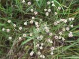 Erigeron acris