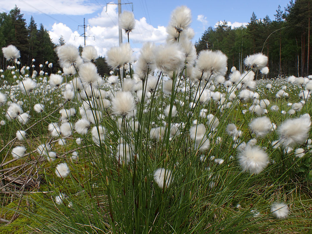 Изображение особи Eriophorum vaginatum.