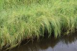 Carex rostrata