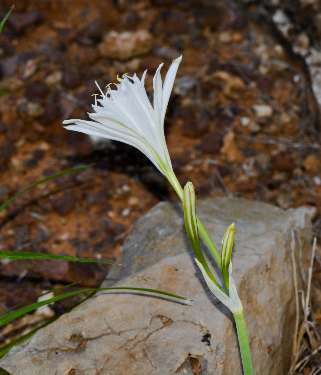 Изображение особи Pancratium maritimum.