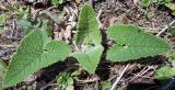 Phlomoides tuberosa. Молодые листья. Башкирия, окр. Белорецка, гора Мраткина, сосновый лес. Первая декада мая.