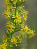 Solidago virgaurea. Часть соцветия. Санкт-Петербург, конец июля.