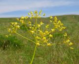 Ferula karatavica. Соцветие. Казахстан, Южно-Казахстанская обл., Сырдарья-Туркестанский государственный региональный природный парк, Боралдайский филиал, бас. р. Аяк-Сунгу. 01.06.2016.