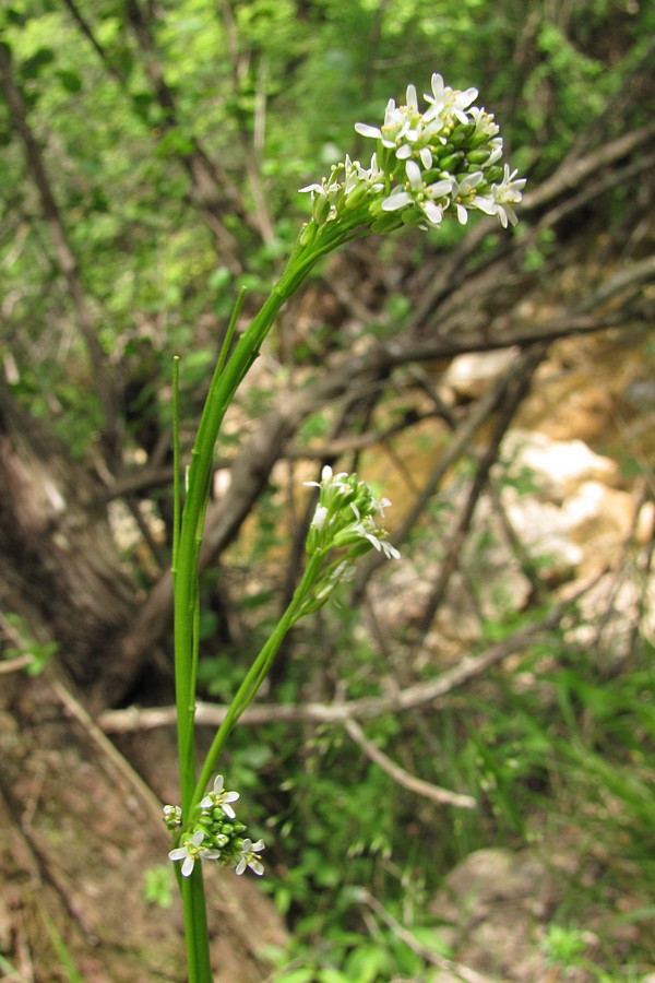 Изображение особи Arabis sagittata.