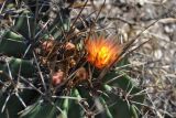 Ferocactus разновидность rhodanthus