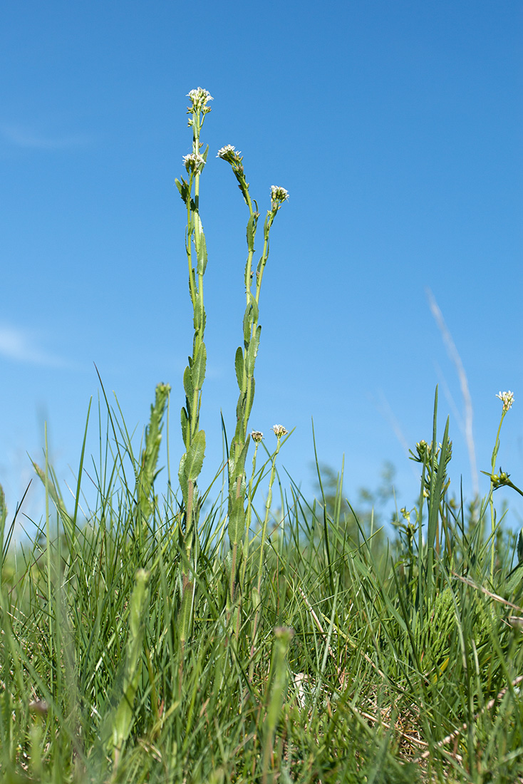 Изображение особи Arabis gerardii.