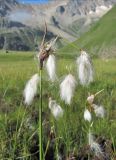 Eriophorum angustifolium