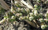 Polygonum arenastrum. Веточка с цветками. Краснодарский край, Кущевский р-н, станица Шкуринская, в сазовой степи. 04.11.2018.