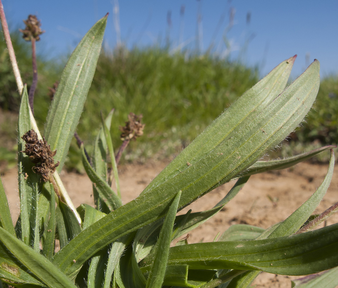 Изображение особи Plantago atrata.