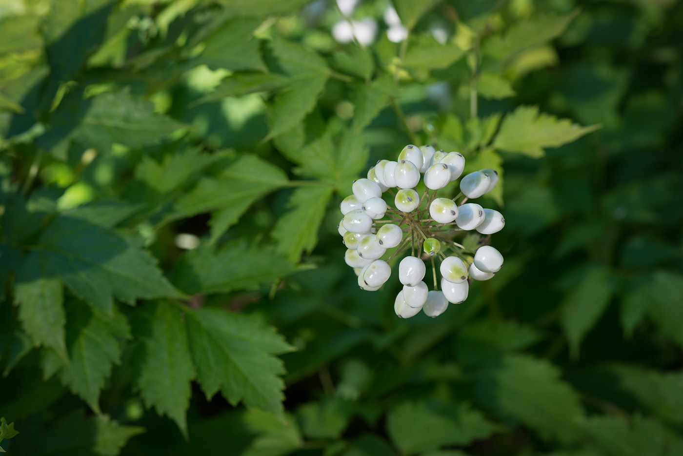 Изображение особи Actaea rubra f. neglecta.