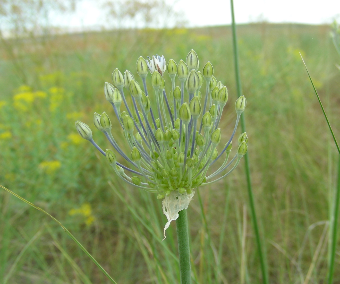 Изображение особи Allium caesium.