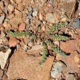 Hypericum confertum ssp. stenobotrys