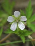 Geranium sibiricum. Цветок. Алтай, 24 км СЗЗ с. Акташ, долина р. Чуя, каменистая осыпь. 7 июля 2019 г.