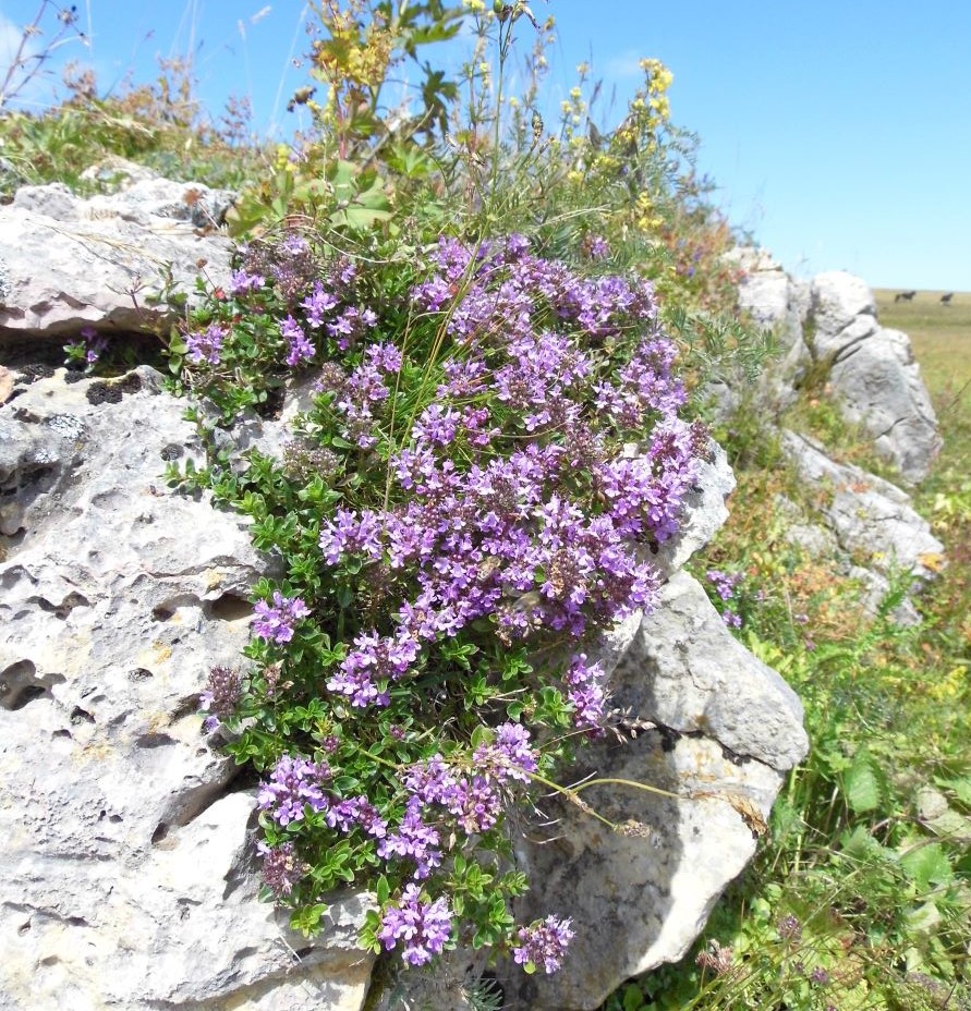 Изображение особи Thymus pseudopulegioides.