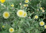 Sonchus oleraceus. Верхушка цветущего растения. Приморский край, г. Артём, ул. Кирова р-н ост. Артем-2, заросший пустырь. 06.08.2019.