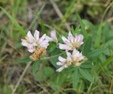 Trifolium lupinaster. Соцветия и листья. Республика Алтай, Усть-Коксинский р-н, окр. урочища Маральник 3, обочина грунтовой дороги рядом с лугом. 28.07.2020.