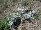 Hypacanthium echinopifolium. Розетка листьев. Казахстан, Угамский хребет в р-не Сайрамского пика, выс. около 2200 м н.у.м., щебнистая осыпь по южному склону. 28.05.2018.