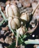 Tulipa hissarica