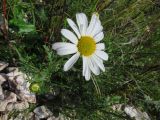 Chrysanthemum sinuatum