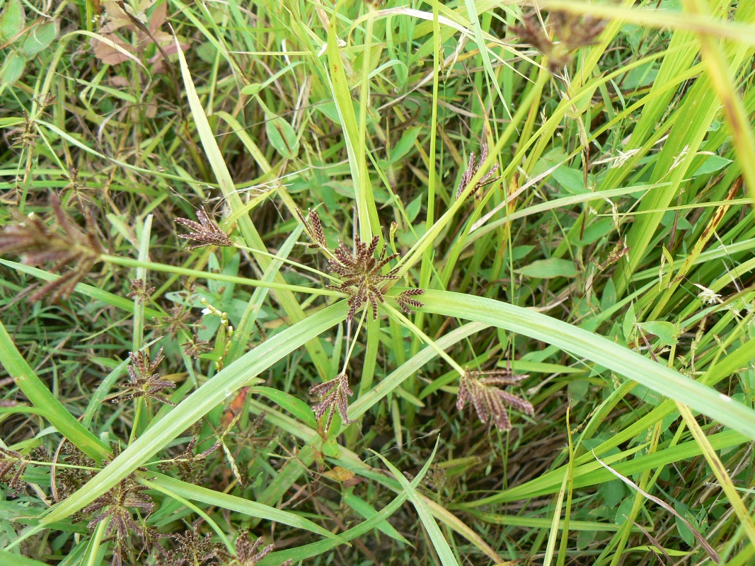 Изображение особи Cyperus orthostachyus.