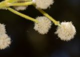 Vachellia sieberiana