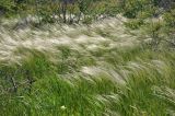 род Stipa. Цветущие растения. Крым, Караларский природный парк, окр. бухты Шелковица, степь. 08.05.2021.