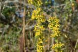 Solidago virgaurea