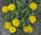 Taraxacum hemicyclum