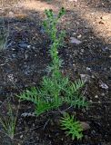 Cirsium serrulatum