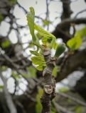 Ficus carica. Верхушка веточки с молодыми листьями и сиконием. Абхазия, Гагрский р-н, с. Лдзаа, озеленение. 11.04.2024.