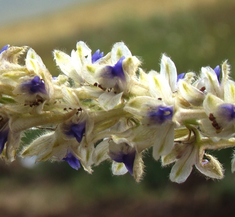 Изображение особи Delphinium szowitsianum.