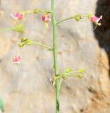 Scrophularia libanotica. Часть соцветия. Israel, Mount Hermon. 09.06.2012.