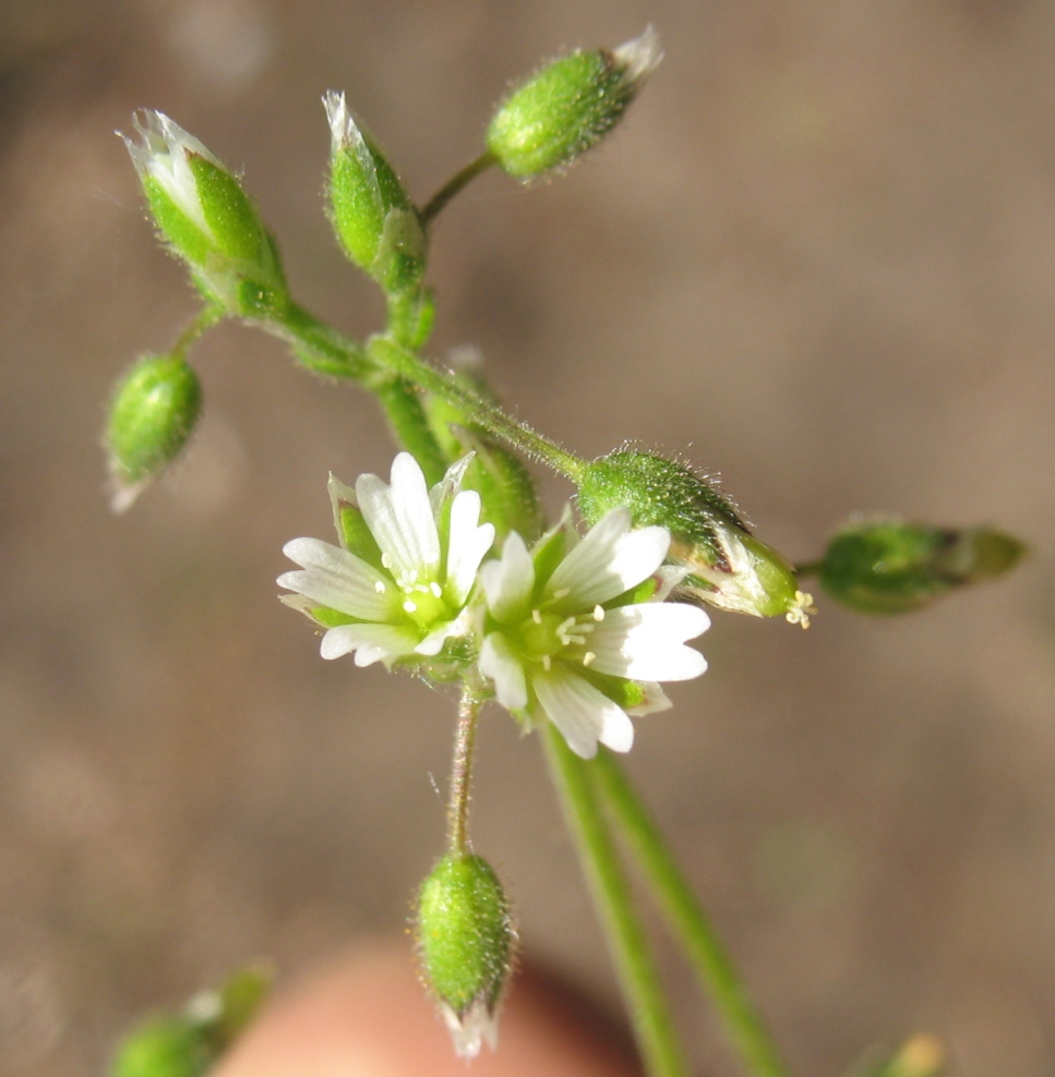 Изображение особи Cerastium semidecandrum.