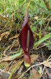 Arum elongatum