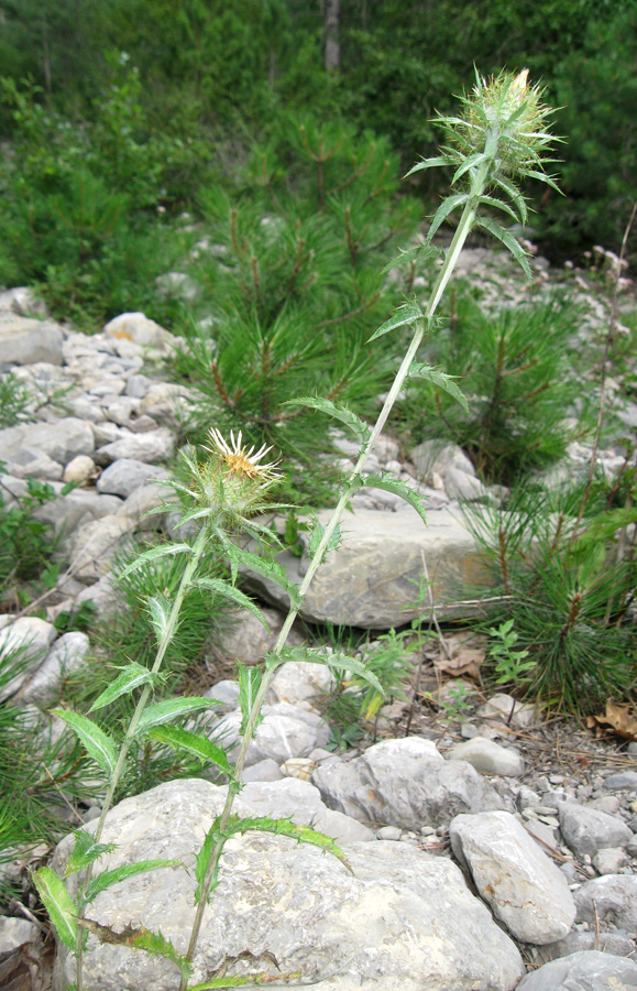 Изображение особи Carlina vulgaris.