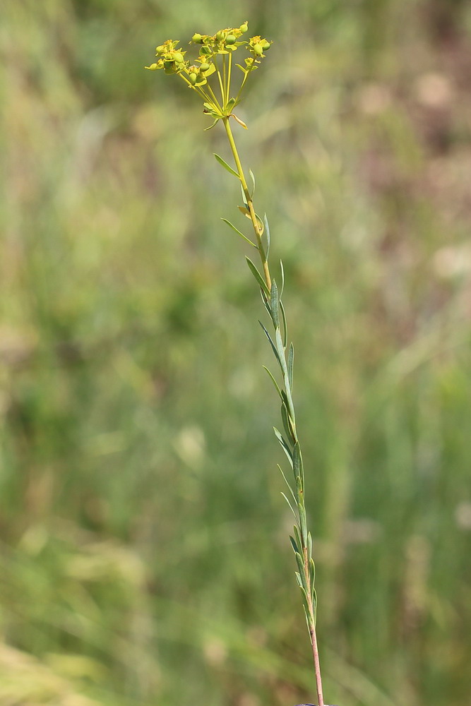 Изображение особи Euphorbia seguieriana.