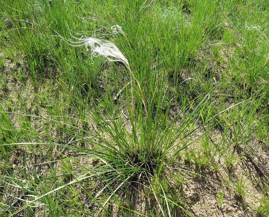 Изображение особи Stipa anomala.