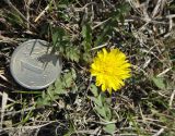 Taraxacum dissectum