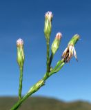 Symphyotrichum graminifolium