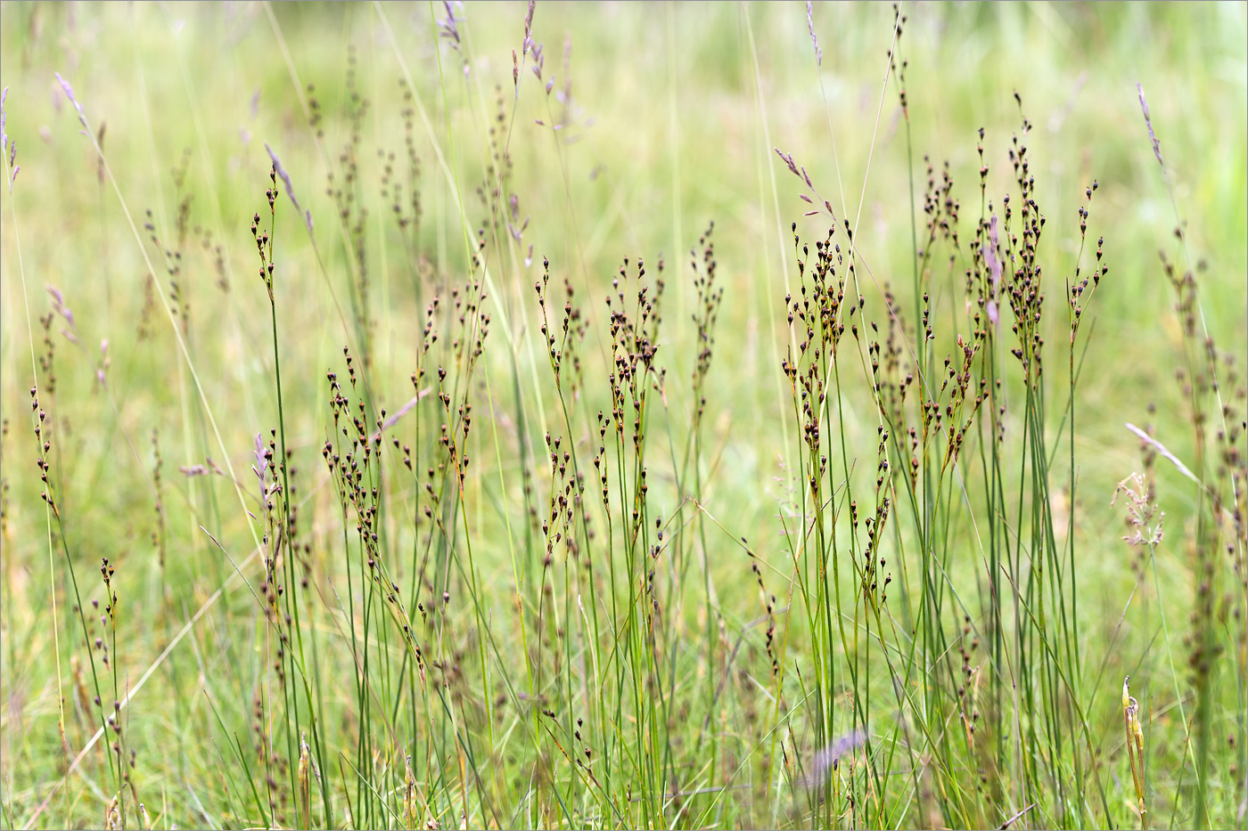 Изображение особи Juncus atrofuscus.