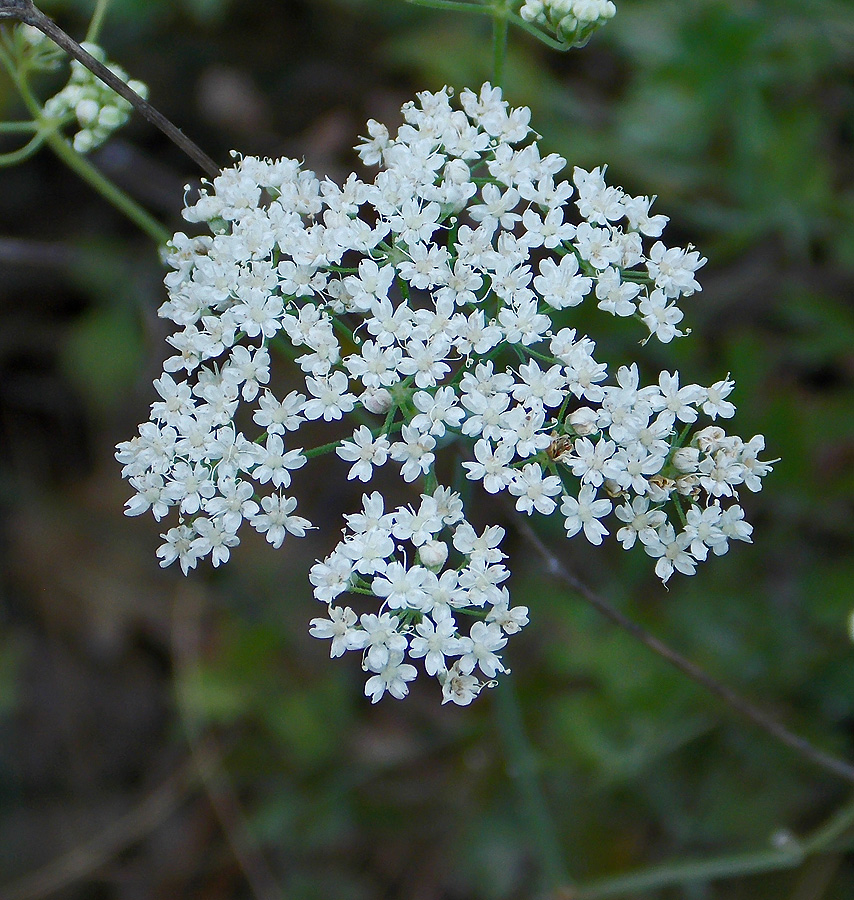 Изображение особи Pimpinella tragium.