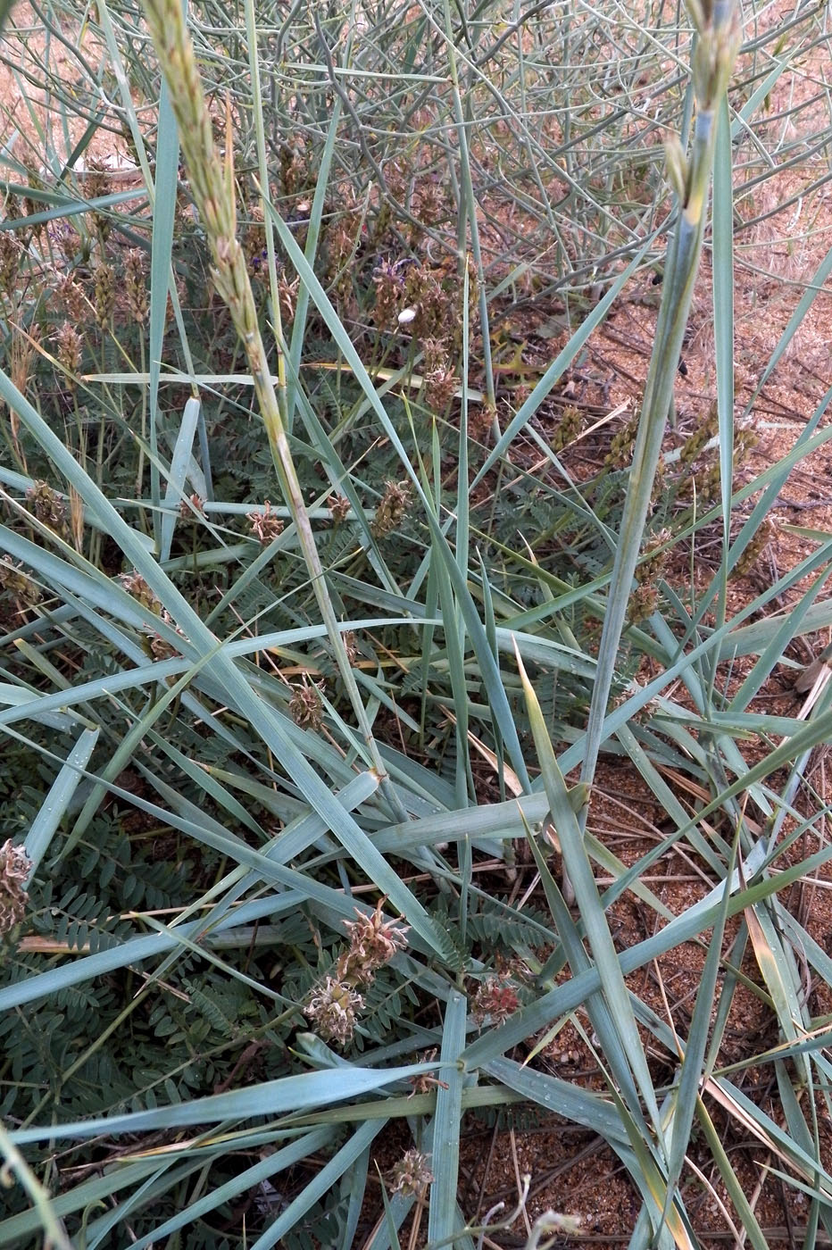 Изображение особи Leymus racemosus ssp. sabulosus.