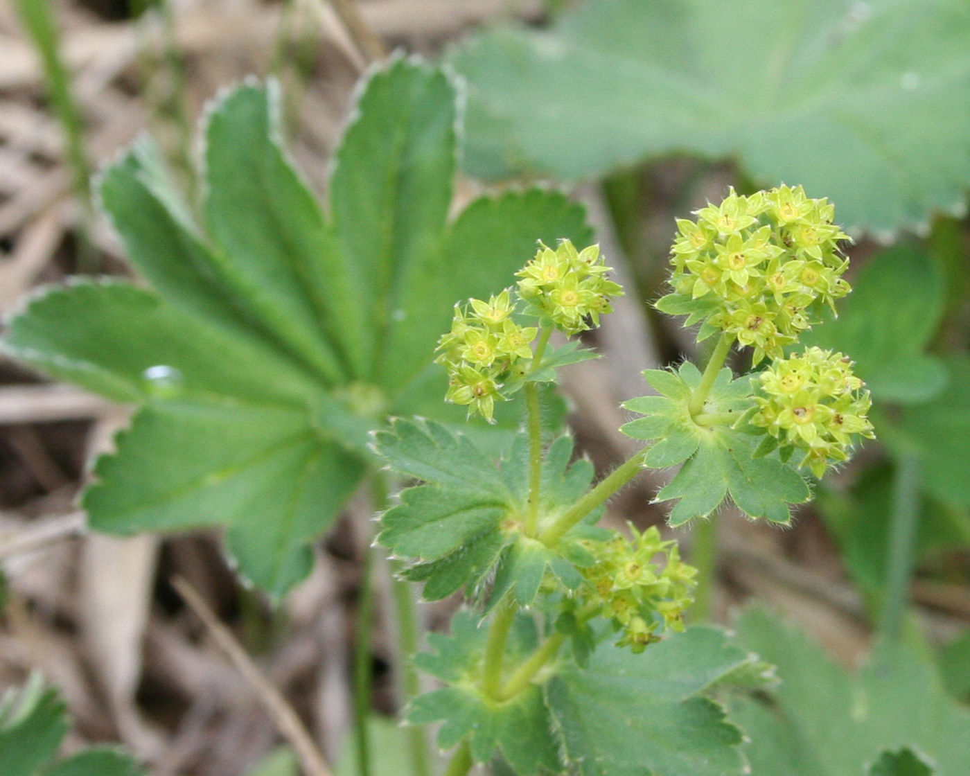 Изображение особи Alchemilla xanthochlora.