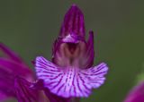 Anacamptis papilionacea. Цветок. Греция, Пелопоннес, Мессения, тропа выше влажного леса возле ущелья Фарангаки Перистерия. 29.03.2015.