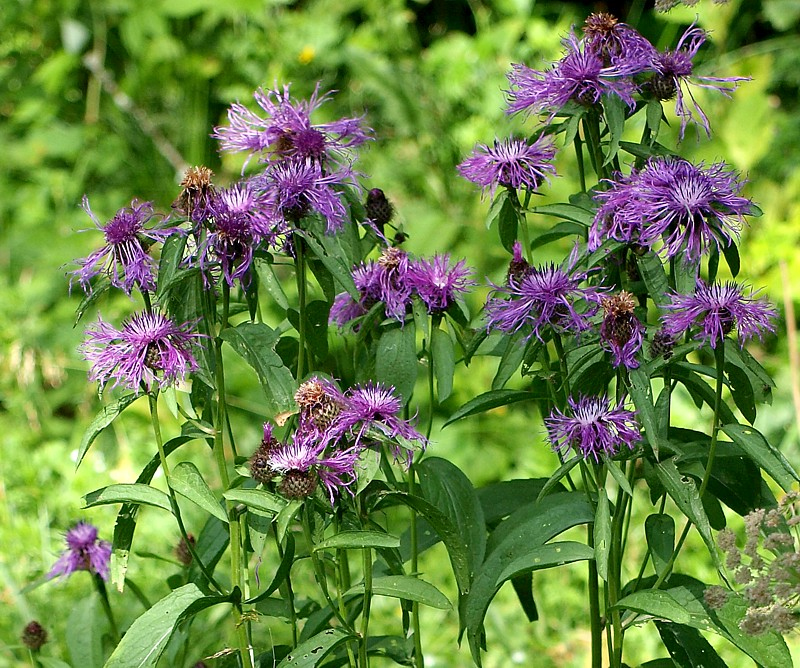 Изображение особи Centaurea phrygia.